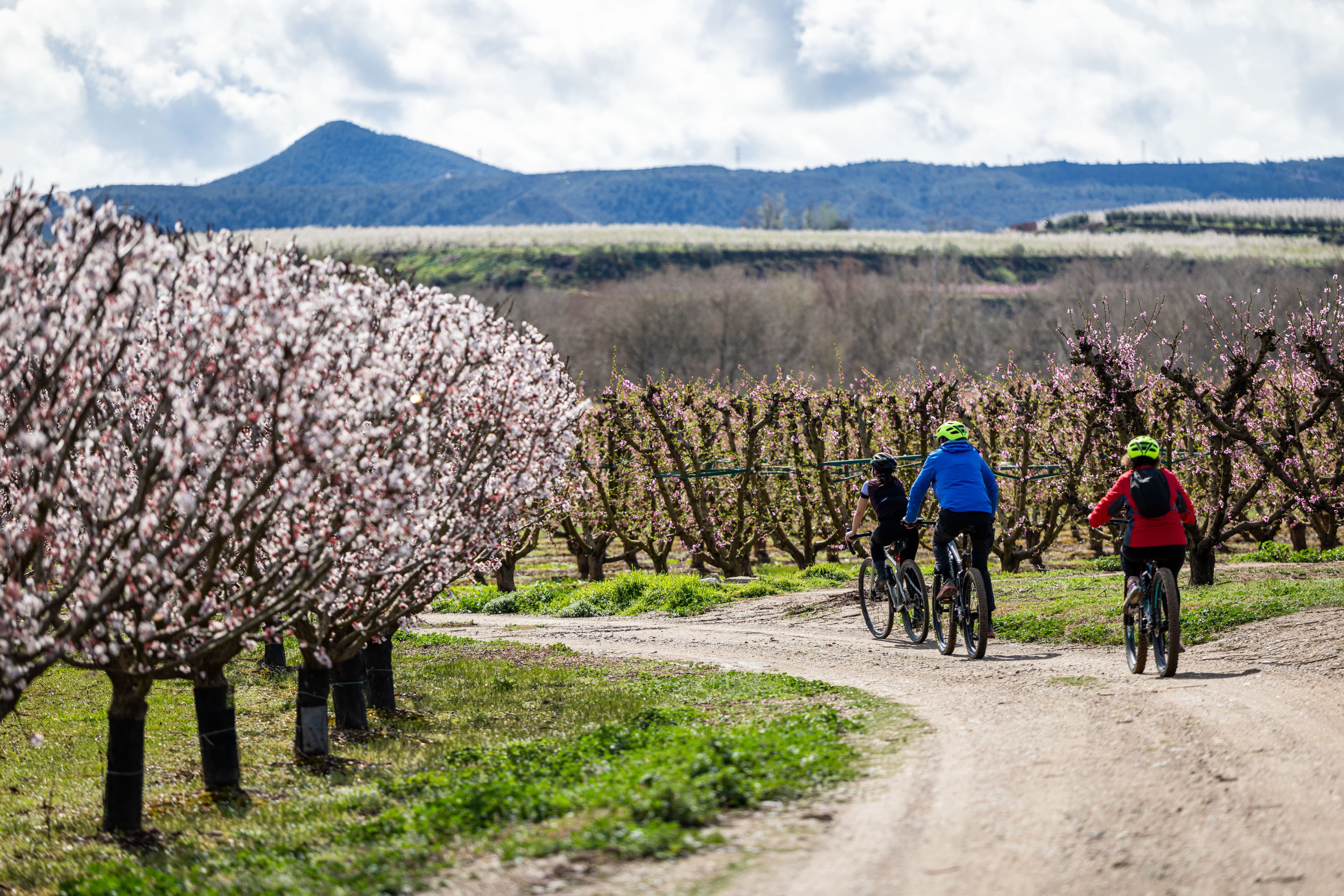Ruta en bicicleta durant la floració dels arbres fruiters. Ruta en bicicleta durant la floració dels arbres fruiters.